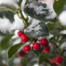 Castle Wall® Holly (Ilex) - Order Online