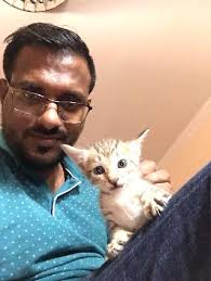 The kitties will find this place really cozy. Sharjah Best Pet Boarding Grooming For Dogs Cats With Pickup Petbacker United Arab Emirates