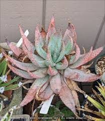 Image result for Aloe canis