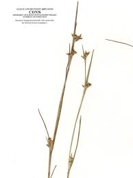 Image result for Scleria