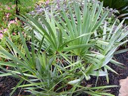 Image result for Serenoa repens
