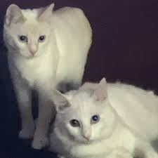 Gypsy Rose & Kasper 🌹