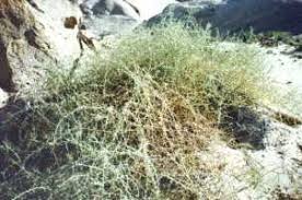 Image result for Acanthosicyos