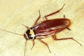 Also named a water bug palmetto bugs are domestic roaches and can fly, but hardly do. Palmetto Bugs A K A The Flying Roach Southernpestcontrol
