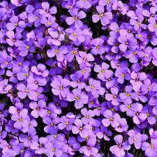 In nature, you can find flowers in many shades of. 2932x2932 Purple Flowers Background 5k Ipad Pro Retina Display Hd 4k Wallpapers Images Backgrounds Photos And Pictures