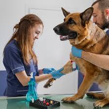 Encontre 999 vídeos de stock 4k e em hd de exame de sangue da istock. Conheca Os Principais Exames De Sangue Em Caes