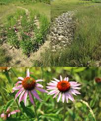 Maybe you would like to learn more about one of these? Nature S Friend Jackson S Grant On Williams Creek Carmel Indiana