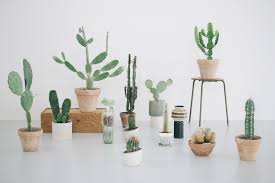 All of these respond extremely well to growing inside. 8 Cactus Gardens Around The World