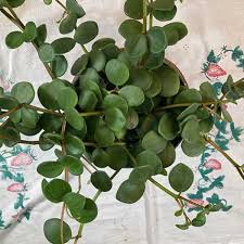 Image result for Peperomia tetraphylla