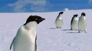 How many species of penguins live in antarctica? Bbc Earth If You Think Penguins Are Cute And Cuddly You Re Wrong