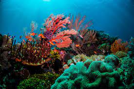Approximately 1,200 miles long, this reef, which is over 5,000 years old, is home to 300 hard coral species and about 1,200 fish, of which 10 percent are found only in this area. 8 Of The Most Visually Striking Coral Reefs From Across The World