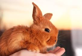 Image result for bunny