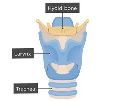 Image result for Hyoid Bone