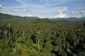 In the early years of the landsat program (1970s), whole years would pass when the satellite could not collect any clear images of some parts of the basin. Tropical Forest Wikipedia