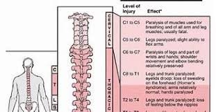 function and spinal cord injury levels chart bing images