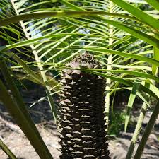 Image result for Cyamopsis serrata