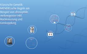 Unter genkopplung versteht man in der genetik das phänomen, dass manche durch gene codierte merkmale gemeinsam vererbt werden. Klassische Genetik Mendelsche Regeln Am Beispiel Von Drosop By Lena Bachmann On Prezi Next