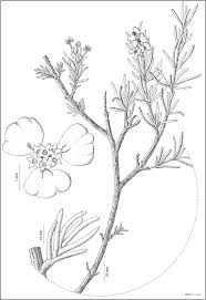 Image result for Eriocephalus ambiguus