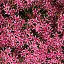 Gypsophila Paniculata Flower Essence Best Flower Wallpaper