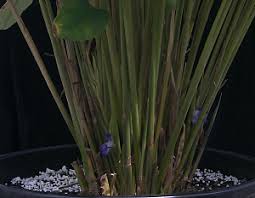 Image result for Halopegia