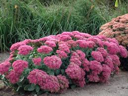 Image result for Sedum