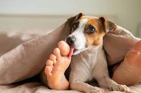 Why Does My Dog Lick My Feet Dogsintl