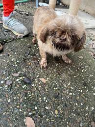 Sharing Found in Loomis. Please contact original poster if this is your dog.