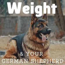 • feed 3 times per day from 8 to 12 weeks of age and twice per day thereafter. German Shepherd Breed Target Height And Weight Pethelpful