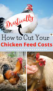 10 Ways To Save Big Money On Chicken Feed Gently Sustainable Chicken Feed Chickens Backyard Raising Chickens