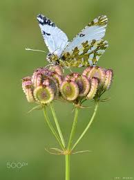 Butterfly By Erdal Caliskan Kelebekler Hayvanlar Cizim