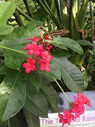 Image result for Jatropha scaposa
