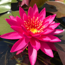 Image result for Nymphaea