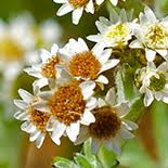 Image result for Pseudognaphalium oligandrum