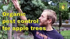 If you want your spray to have even more umph, add 1 to 1 1/2 tablespoons of baking soda/ potassium bicarbonate or 1/4 cup garlic tea. Organic Pest Control Apple Trees Aphids Scab Mildew Fungi Gardening Allotment Fruit Tree Care Youtube