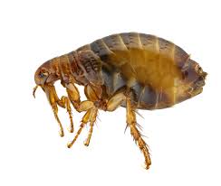 These photos show what flea bites on the feet can look like. What Do Fleas Look Like 1800petmeds