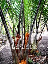 Learn batang in english translation and other related translations from indonesian to english. Pokok Nipah In English Pohon Nipah Hanyut Jadi Penyelamat Mangsa Bot Karam