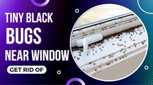 Small Moving Specks On The Windowsill? | Purdue University Turfgrass  Science At Purdue University