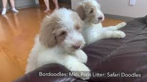 We will add new litters as they become available. Bordoodles