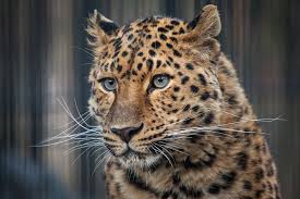 The leopard (panthera pardus) is one of the five extant species in the genus panthera, a member of the cat family, felidae. Leopard S Golubymi Glazami I Sipuhi Prileteli V Novosibirsk Iz Moskvy