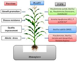 Other events by this organizer. Sustainability Free Full Text Bacterial Plant Biostimulants A Sustainable Way Towards Improving Growth Productivity And Health Of Crops Html