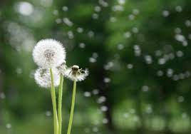 Whether it's your best friend's wedding, a parent's birthday, or a gift to cheer someone up, we want. Your Garden With Kate Russell The Common Dandelion Is A Bane Of Morgan Hill And Gilroy Lawns Morgan Hill Life