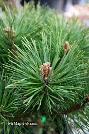 Image result for Pinus nigra