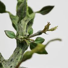 Image result for Ceropegia namuliensis