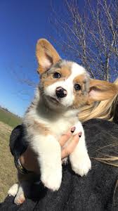 The pembroke welsh corgi will generally have a coat color of red, sable, fawn, or black and tan. Exceptional Corgi Breeds