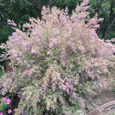 Image result for Laportea ovalifolia