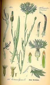 Centaurea Cyanus L Bachelor S Buttons Corn Flower Cornflower Thome Botanical Drawings Botanical Illustration Botanical Art
