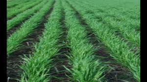 There are 5 wheat plantation for sale on etsy, and they. Wheat Cultivation Method Youtube