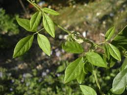 Image result for Teramnus labialis