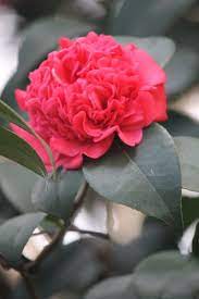 Photo Of The Day Dec 21 Artificial Flowers Flowers Camellia