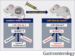 For rat and mouse stereotaxic surgery. Microrna 193a 5p Regulates Levels Of Nucleolar And Spindle Associated Protein 1 To Suppress Hepatocarcinogenesis Gastroenterology